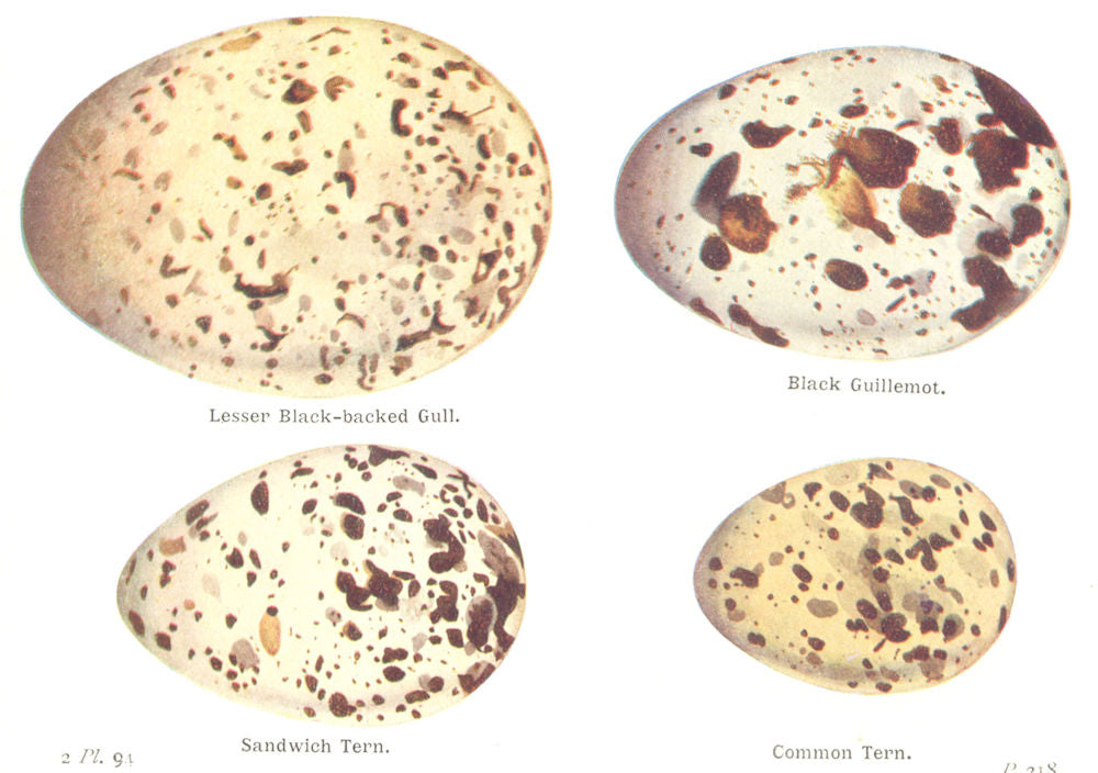 BIRD EGGS. Lesser Black-backed gull; Guillemot; Sandwich Tern.THORBURN 1925